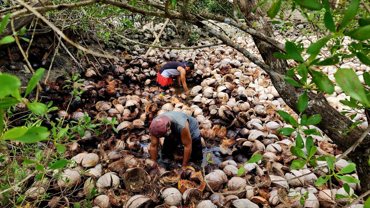 Dry coconut husks are soaked in seawater for several months.